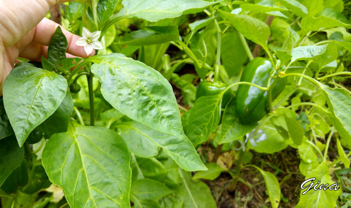 Pimentão em flor