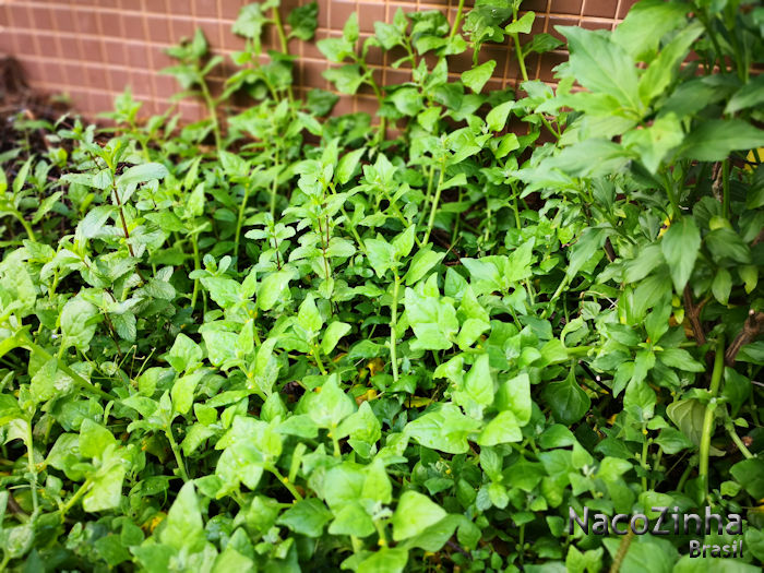 Espinafre (Spinacia oleracea)