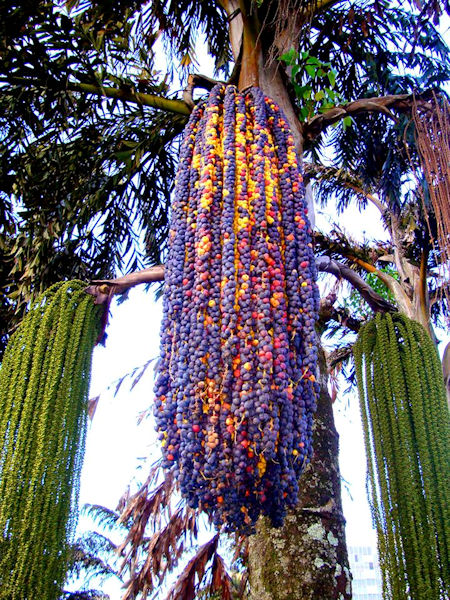 Palmeira-rabo-de-peixe (Caryota urens)