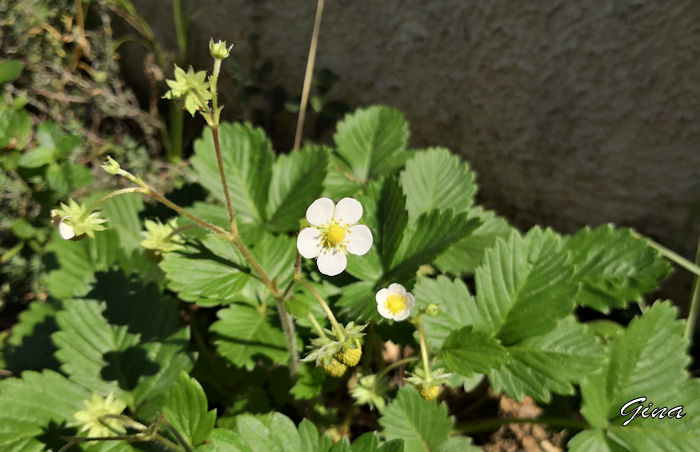 Flor do morango (Fragaria spp)