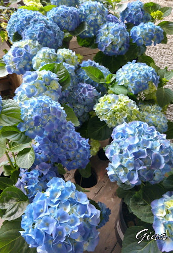 Hortênsia (Hydrangea macrophylla)