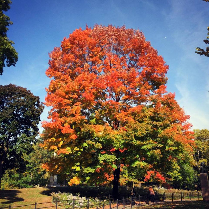 Bordo-açucareiro (Acer saccharum)