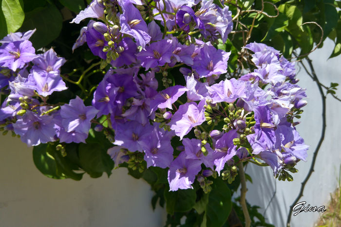 Arbusto-azul-da-batata (Solanum rantonnetii)