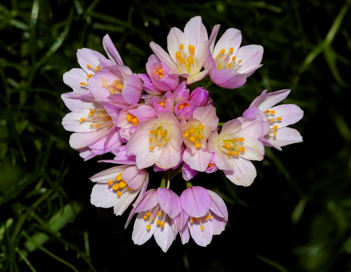 Allium roseum