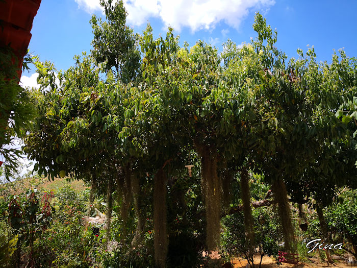 Canela (Cinnamomum zeylanicum) e Barba-de-velho (Tailandsia usneoides)