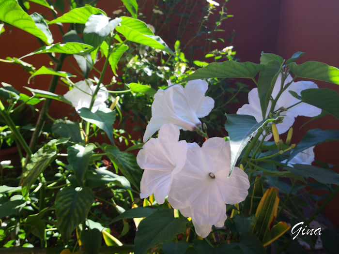 Algodão-bravo (Ipomoea carnea alba)