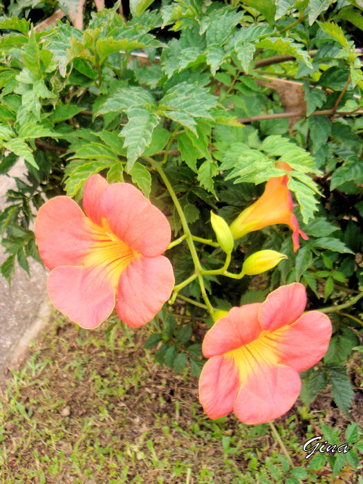 Trombeta-chinesa (Campsis grandiflora)