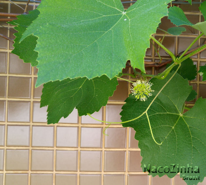 Flor da uva (Vitis sp.)