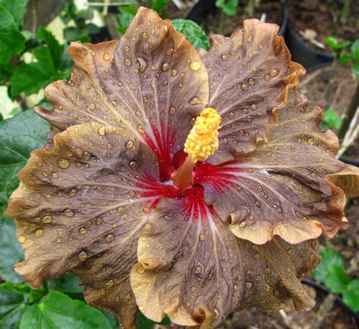 Hibisco Bug-a-Boo (Hibiscus rosa-sinensis)