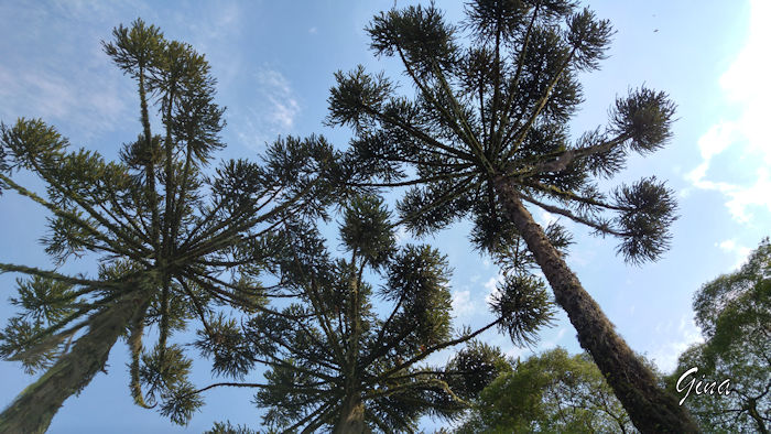 Araucária (Araucaria angustifolia)