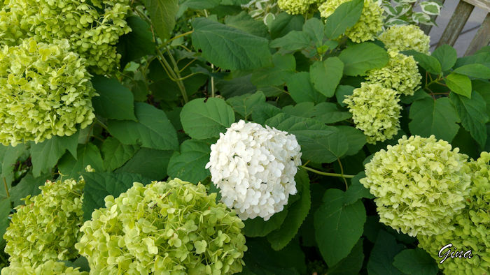 Hortênsias (Hydrangea macrophilla)