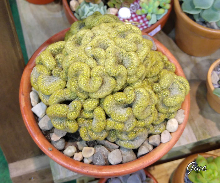 Cacto-cérebro (Mammillaria elongata 'Cristata')