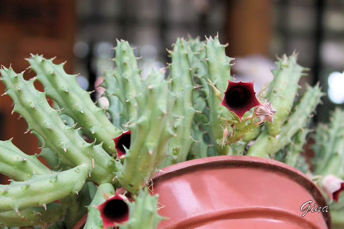 Flor-dragão (Huernia keniensis)