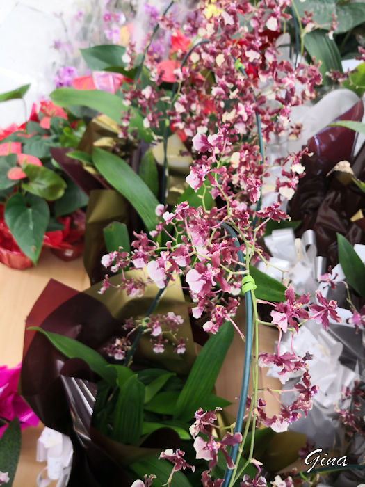 Orquídea chocolate (Oncidium Sharry Baby)