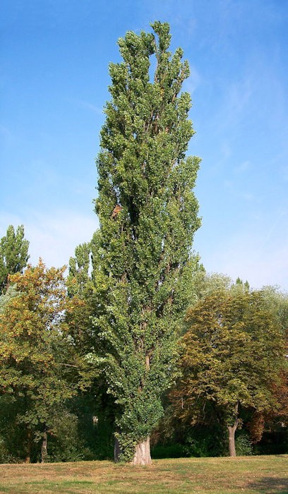 Choupo-negro (Populus nigra)