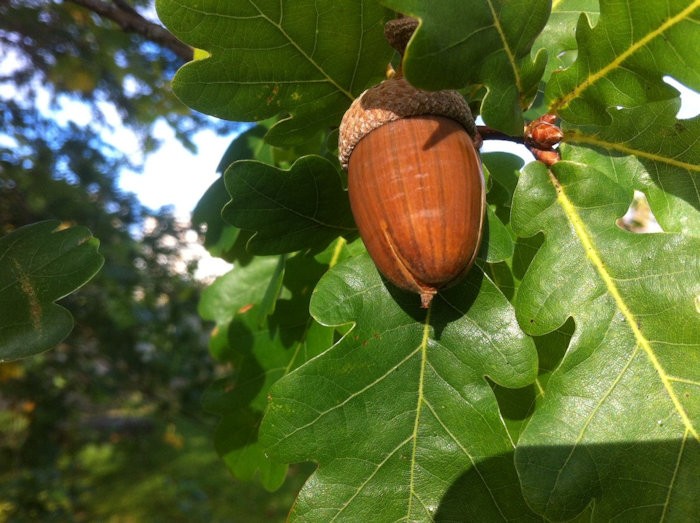 Bolota do carvalho-alvarinho (Quercus robur)