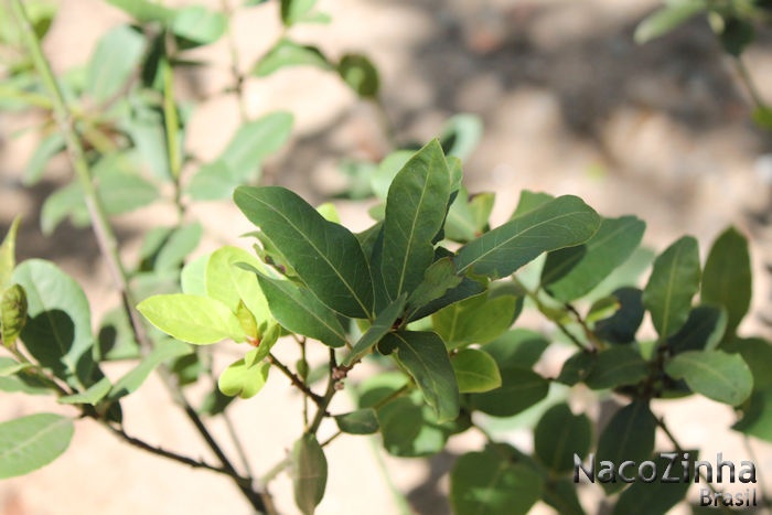 Louro (Laurus nobilis)