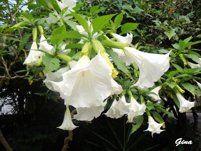 Trombeta-de-anjo (Brugmansia arborea)