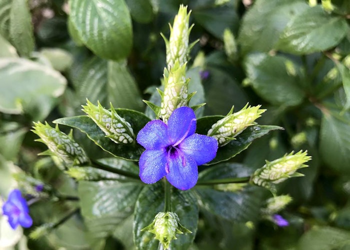 Camarão-azul (Eranthemum pulchellum)