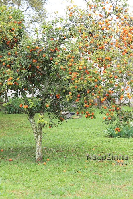 Tangerina (Citrus reticulata)