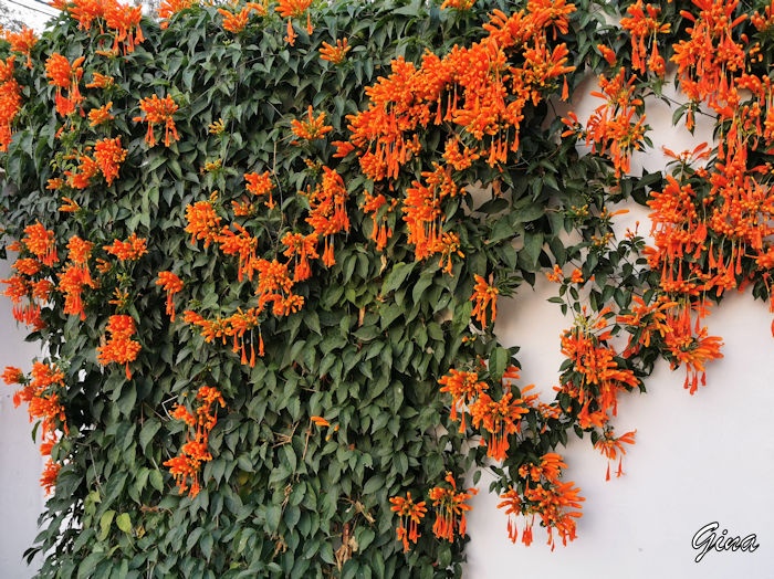 Cipó-de-são-joão (Pyrostegia venusta)