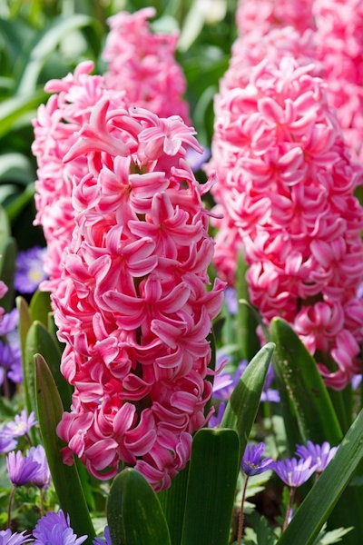 Jacinto-holandês (Hyacinthus orientalis)