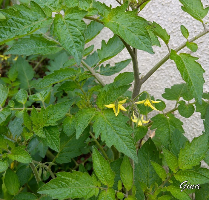 Flor do tomate