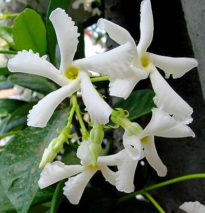 Jasmim-de-leite (Trachelospermum jasminoides)