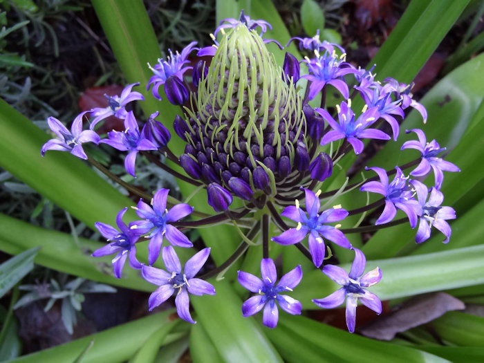 Estrela-do-peru (Scilla peruviana)