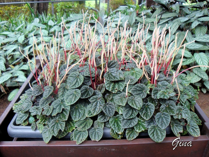 Rabo-de-rato (Peperomia camerata)