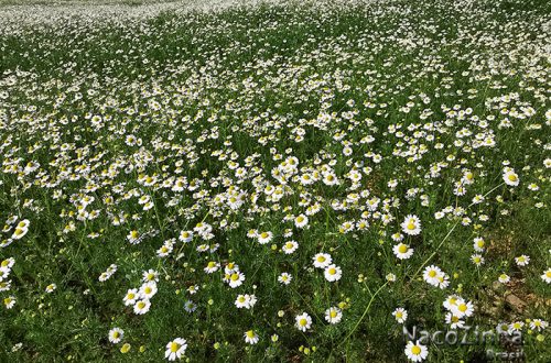 Campo de camomilas - Mandirituba (PR