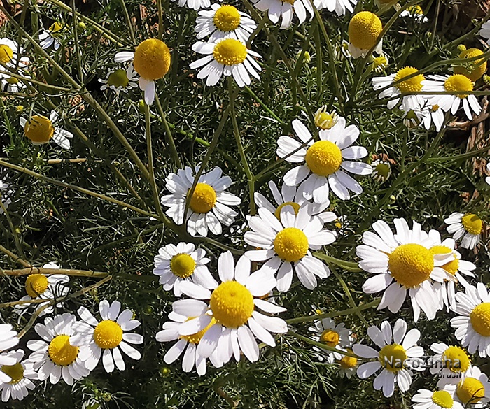 Campo de camomilas (Matricaria chamomilla)