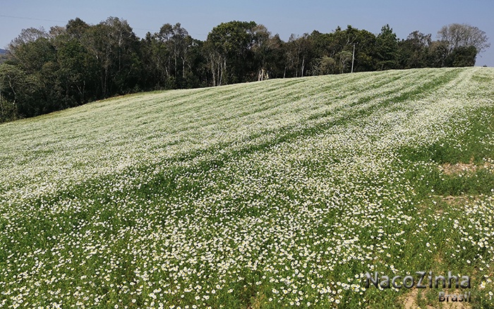 Campo de camomilas - Mandirituba 