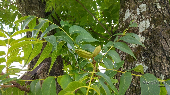 Nogueira-pecã (Carya illinoinensis)
