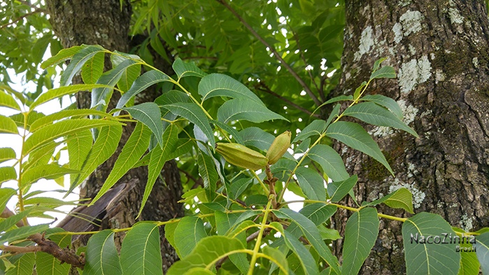 Nogueira-pecã (Cayria illinoinensis)