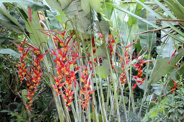 Heliconia collinsiana