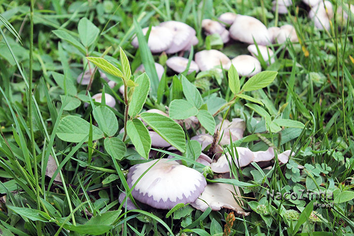 Cogumelo Basidiomycota lilás