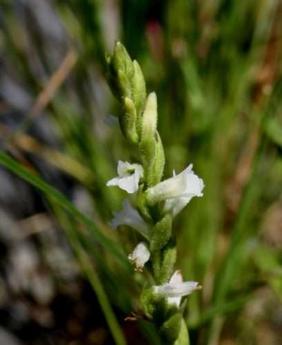 Espiral-de-verão (Spiranthes aestivalis)