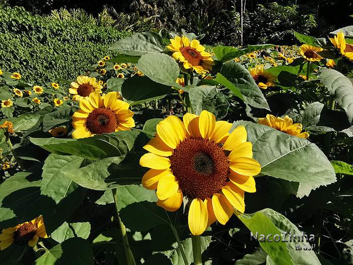 Girassol (Helianthus annuus)