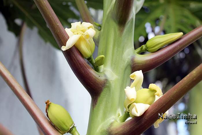 Flor do mamoeiro (Carica papaya)