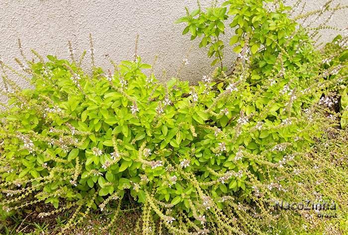 Manjericão (Ocimum basilicum)