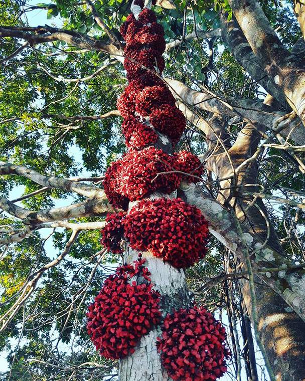 Cacau-de-vara (Theobroma speciosum)