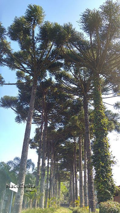 Araucárias (Araucaria angustifolia)