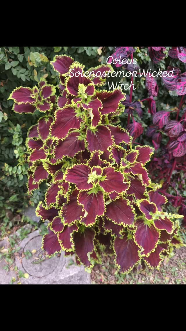 Quem precisa de flor com uma folhagem dessa?
Esse é o meu coleus favorito. Trata-se do Solestemon Wicked Witch (bruxa malvada). Na minha casa da infância/adolescência tinha 22 espécies de coleus, inclusive esse! 
Foto: @nacozinhabrasil 
.
.
.
.
#flores #coleus #paisagismo #plantsofinstagram🌱