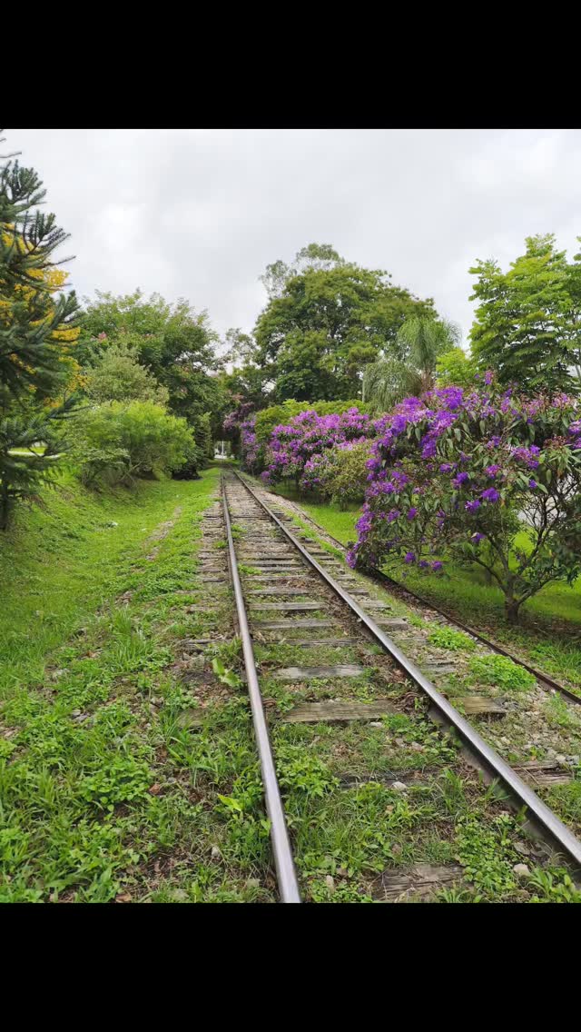 O dia pode estar cinzento, mas você pode torná-lo colorido, como essas quaresmeiras ou manacás-da-serra (Tibouchina granulosa).
.
.
.
.
#nacozinhabrasil #quaresmeira #manacadaserra #flores #flowers