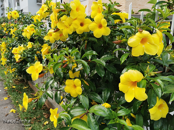 Alamanda (Allamanda cathartica)