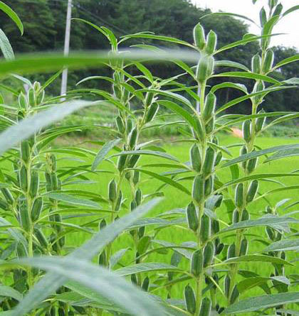 Gergelim (Sesamum indicum)