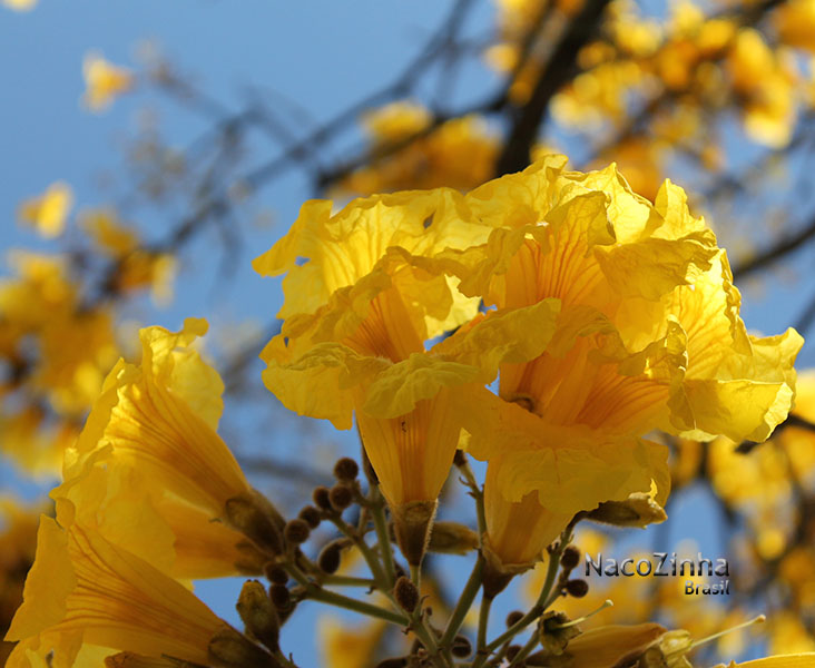 Ipê amarelo (Handroanthus albus