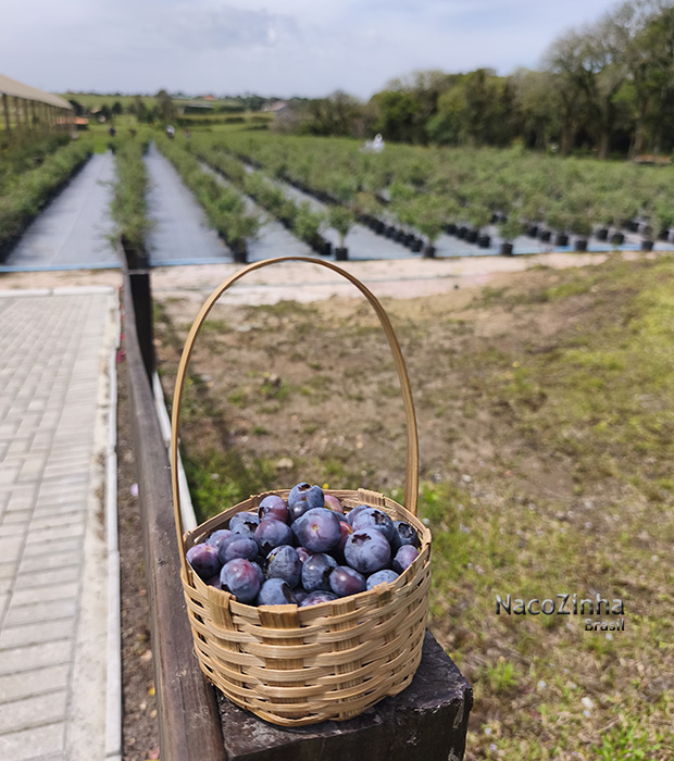 Plantação de mirtilo da Entre Frutas
