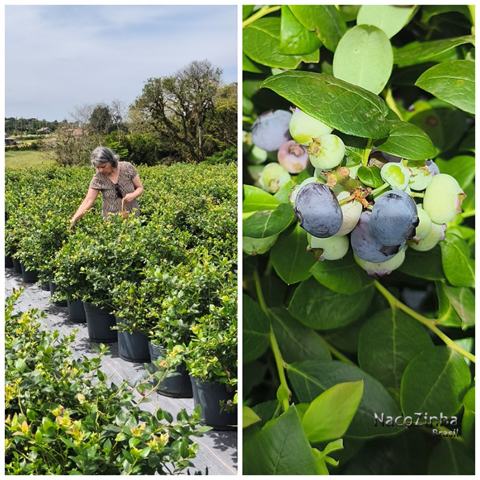 Colheita de mirtilo em São Luiz do Purunã - Balsa Nova (PR)